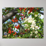 Toyon Berries And Blossoms Poster at Zazzle