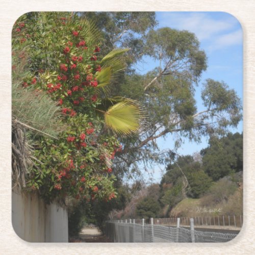 Toyons along the Arroyo Seco Trail  Square Paper Coaster