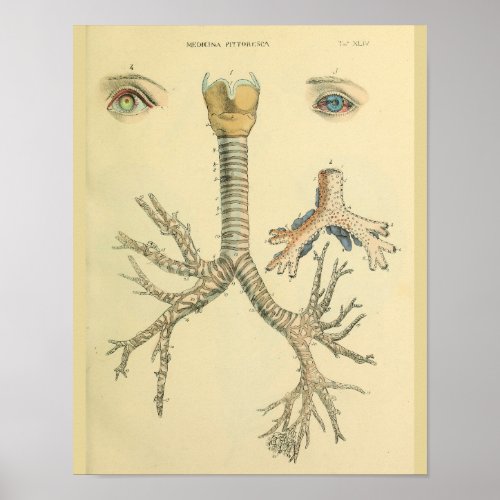Trachea Airway Bronchi Eyes Anatomy Art Print