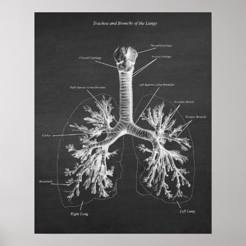 Trachea and Bronchi of Lungs Anatomy Art Decor