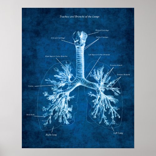 Trachea and Bronchi of Lungs Anatomy Art Decor