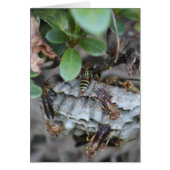 Tracker Jackers (Front)