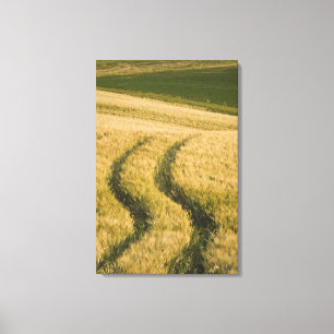 Tractors tracks through wheat, Tuscany, Italy Canvas Print