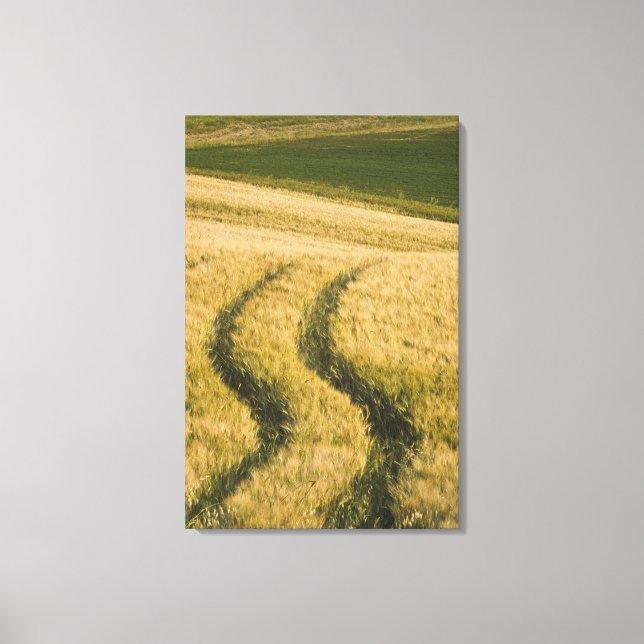 Tractors tracks through wheat, Tuscany, Italy Canvas Print (Front)