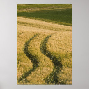 Tractors tracks through wheat, Tuscany, Italy Poster