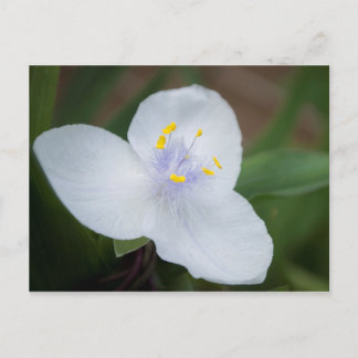 Tradescantia Andersoniana  'Osprey' Flower Postcard