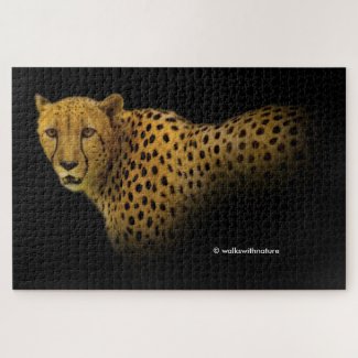Trading Glances with a Magnificent Cheetah