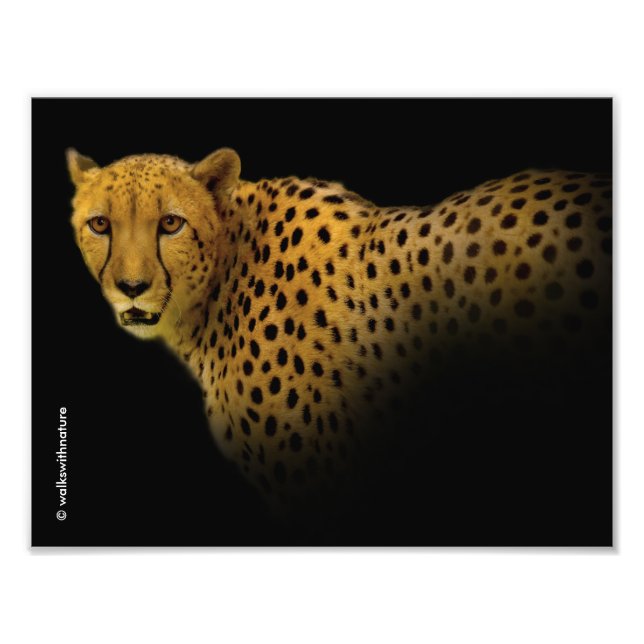 Trading Glances with a Magnificent Cheetah Photo Print (Front)