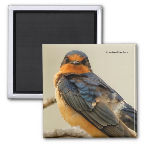 Trading Stares with a Barn Swallow Magnet