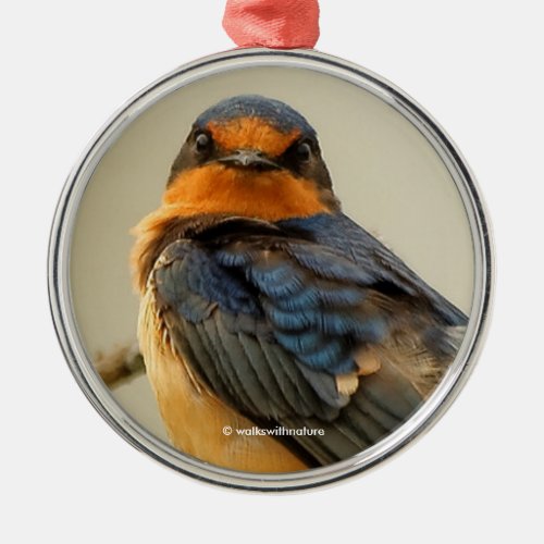 Trading Stares with a Cute Barn Swallow Songbird Metal Ornament
