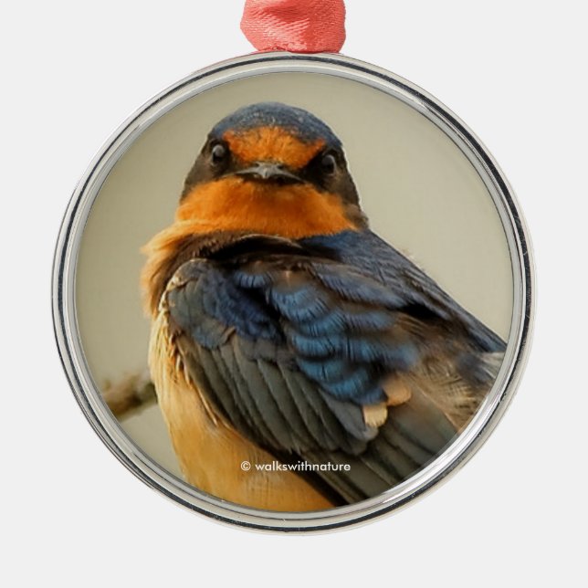 Trading Stares with a Cute Barn Swallow Songbird Metal Ornament (Front)