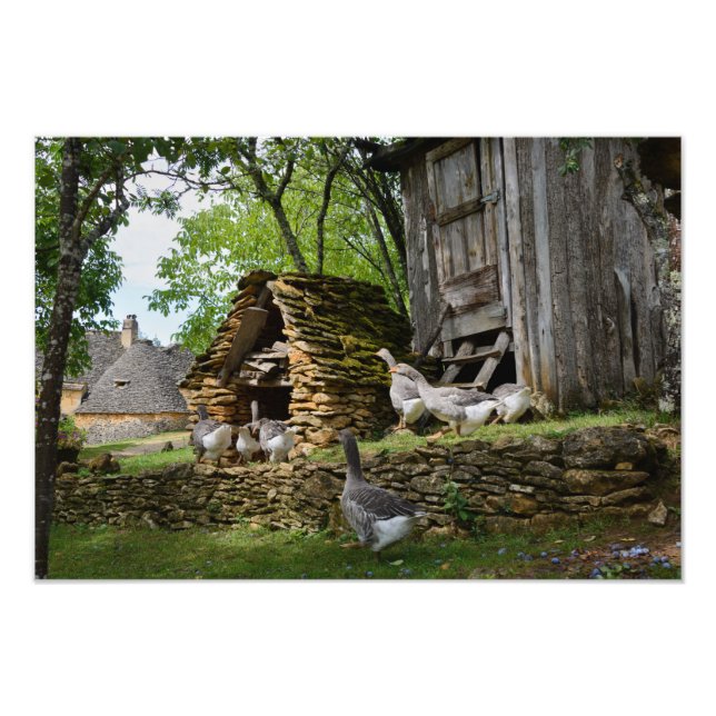 Traditional foie gras goose farm photo print (Front)