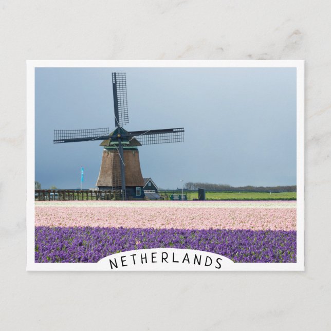 Traditional windmill with pink and purple flowers postcard (Front)