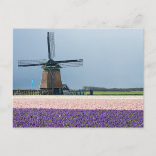 Traditional windmill with pink and purple flowers postcard