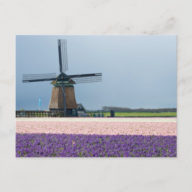 Traditional windmill with pink and purple flowers postcard (Front)