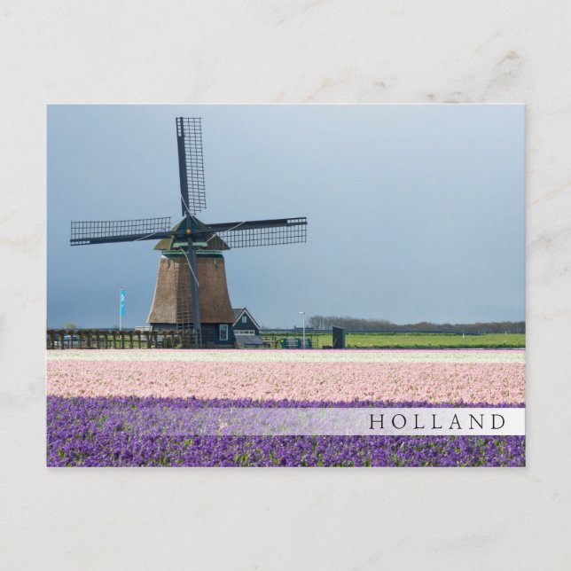 Traditional windmill with pink and purple flowers postcard (Front)
