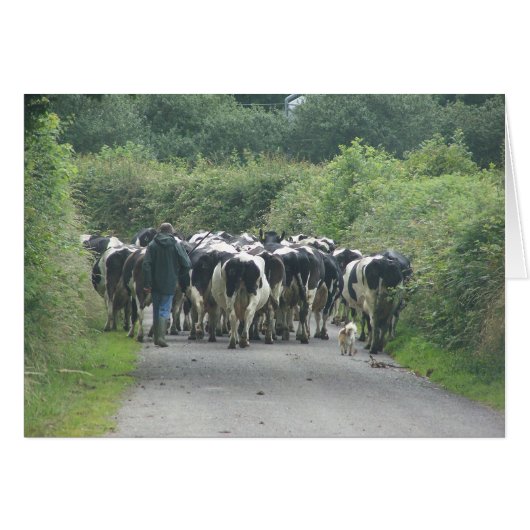 Traffic Jam! (Front Horizontal)