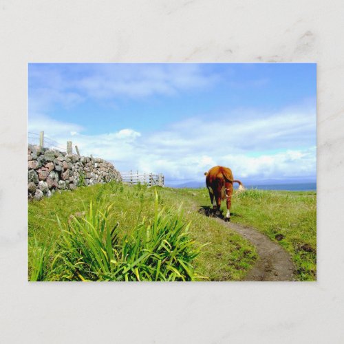 Traffic Jam Isle of Iona Postcard