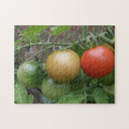 Traffic Light Tomatoes Puzzle
