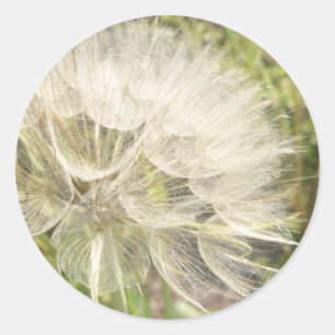 Tragopogon dubius - Yellow Goats Beard Classic Round Sticker