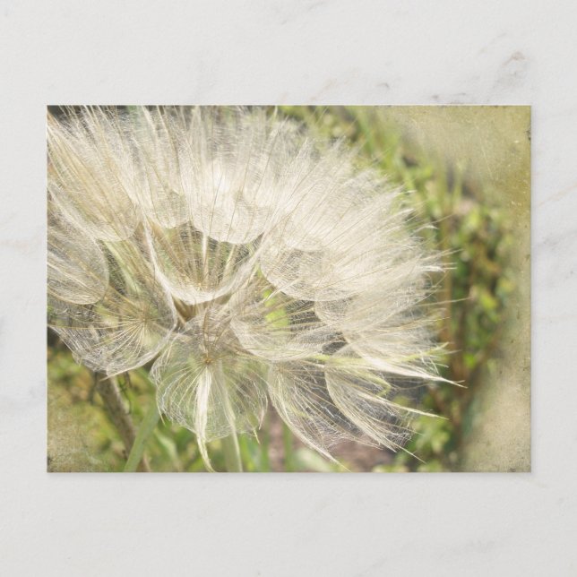 Tragopogon dubius - Yellow Goats Beard Postcard (Front)