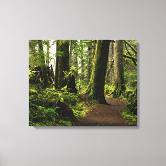 Trail Amongst Giants Canvas Print