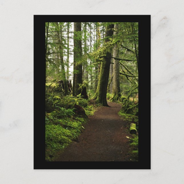 Trail Amongst Giants Postcard (Front)