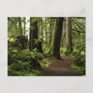 Trail Amongst Giants Postcard