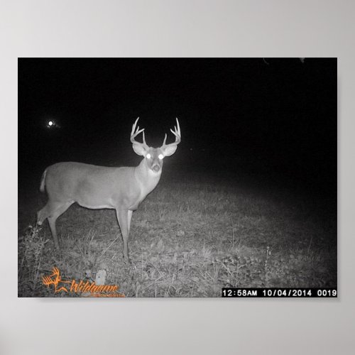Trail Camera Buck Poster
