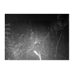 Trail Camera Giant Buck Acrylic Wall Art