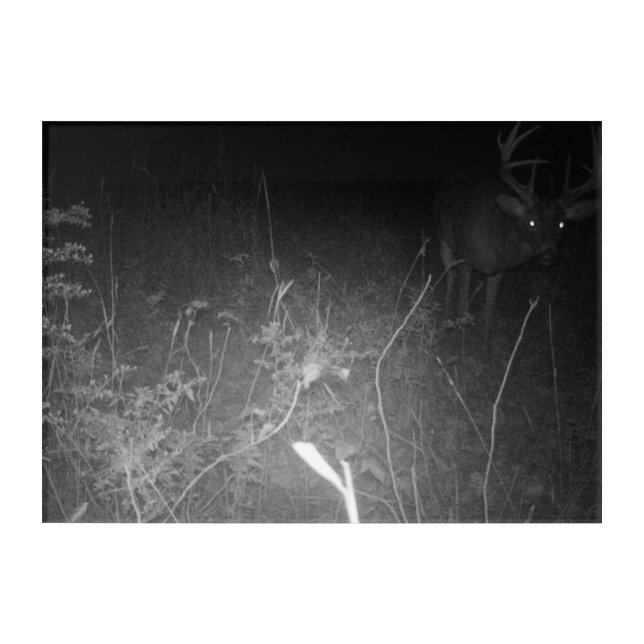 Trail Camera Giant Buck Acrylic Wall Art (Front)