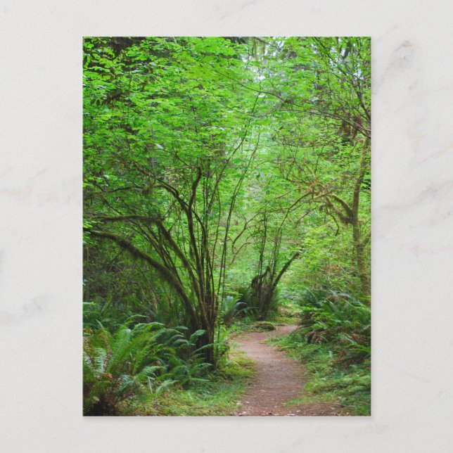 Trail in Redwood Forest Postcard (Front)