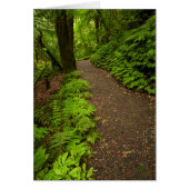 Trail Through the Forest (Front)