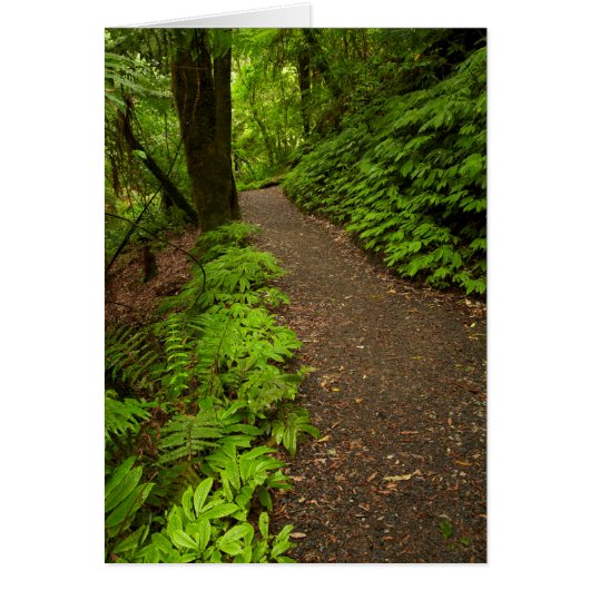 Trail Through the Forest (Front)