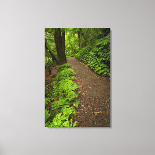 Trail Through the Forest Canvas Print