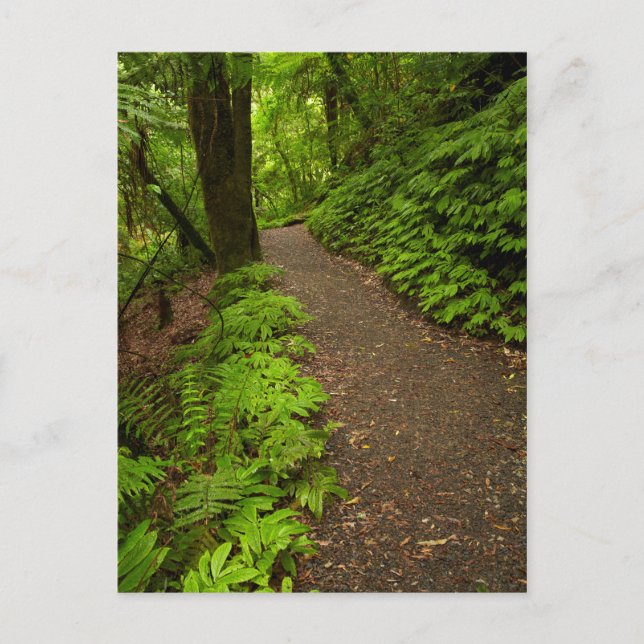 Trail Through the Forest Postcard (Front)
