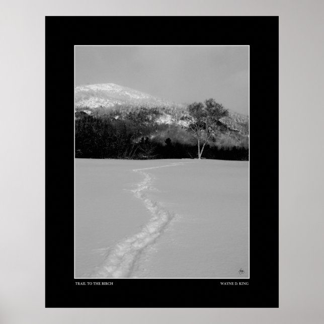 Trail to a Birch in Winter (Monochrome) Poster (Front)