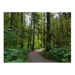 Trail to Marymere Falls I Poster