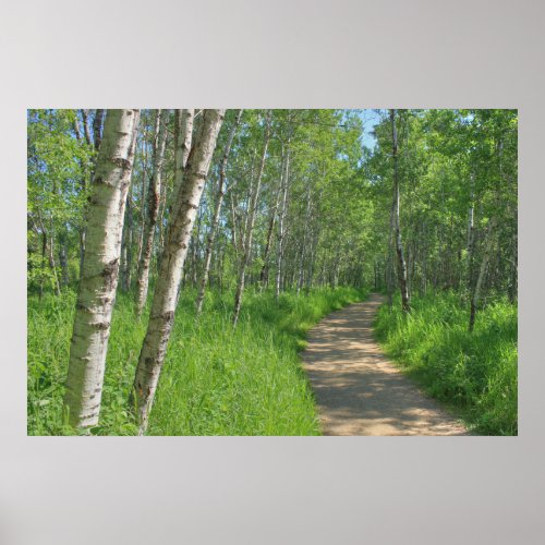 Trail Trough Aspens Poster