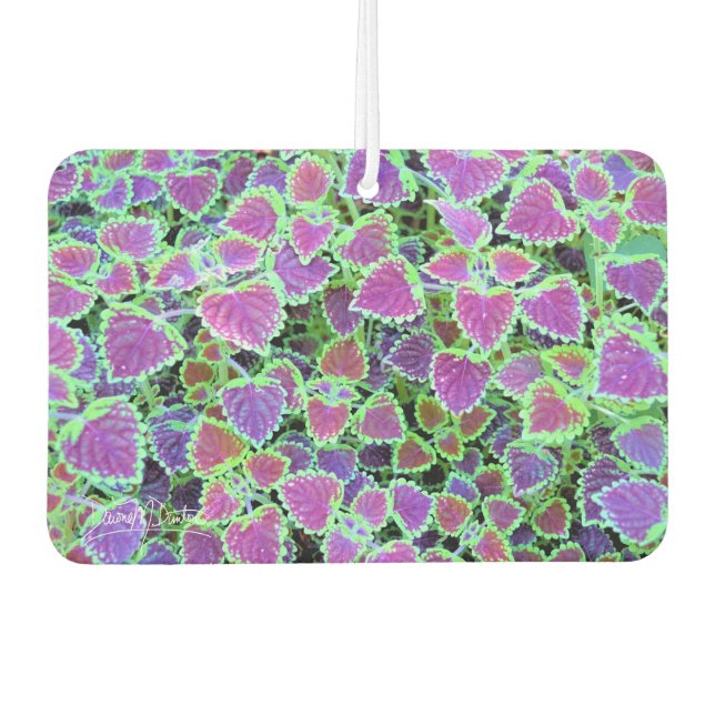 Trailing Burgundy Coleus Air Freshener (Front)