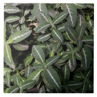 Trailing Velvet Plant Tile