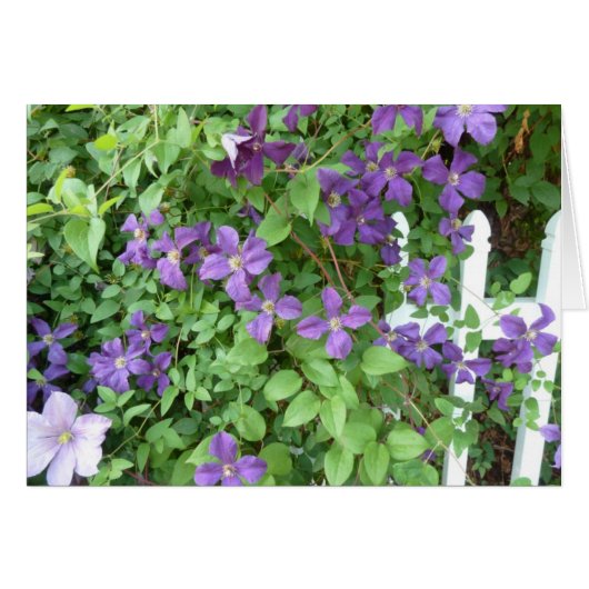 Trailing Vine Cards (Front Horizontal)