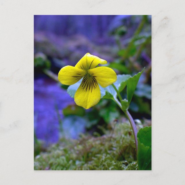 Trailing Yellow Violet 01 Postcard (Front)