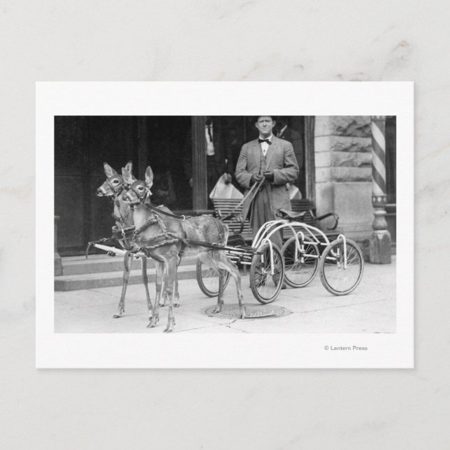 Trained Deer Harnessed to an Odd Sleigh on Wheel Postcard (Front)