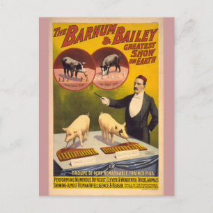 Trained Pigs Circus Poster Postcard