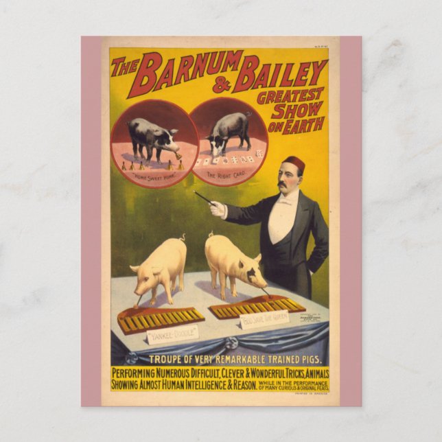 Trained Pigs Circus Poster Postcard (Front)