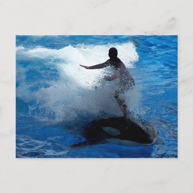 Trainer riding on killer whale orca photograph postcard (Front)