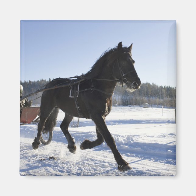 Training of horses in a wintry landscape, magnet (Front)