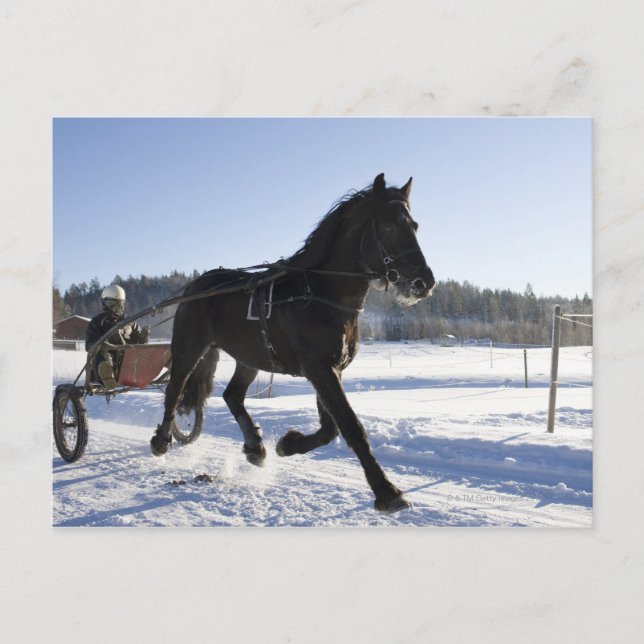 Training of horses in a wintry landscape, postcard (Front)