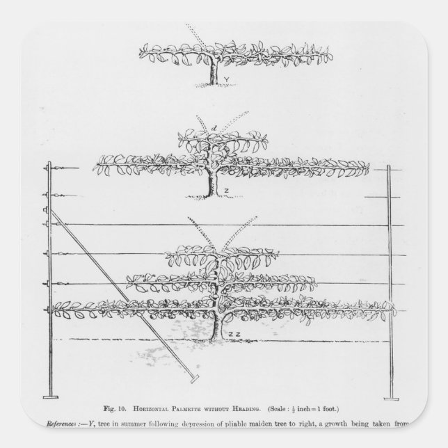 Training young fruit trees, from 'The Fruit Grower Square Sticker (Front)